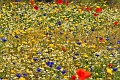 23 06 15_5166_edited-1
